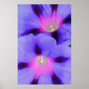 Affiche Gloire artistique du matin violet et rose