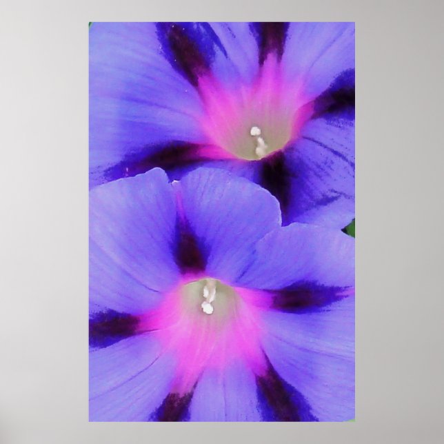 Affiche Gloire artistique du matin violet et rose (Devant)