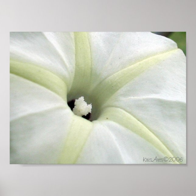 Affiche Gloire du matin (Devant)