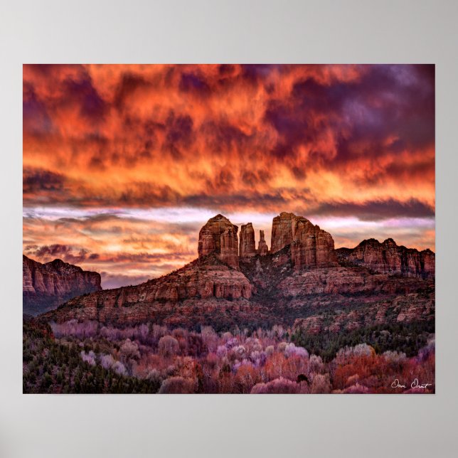 Affiche Gloire du matin rose (Devant)