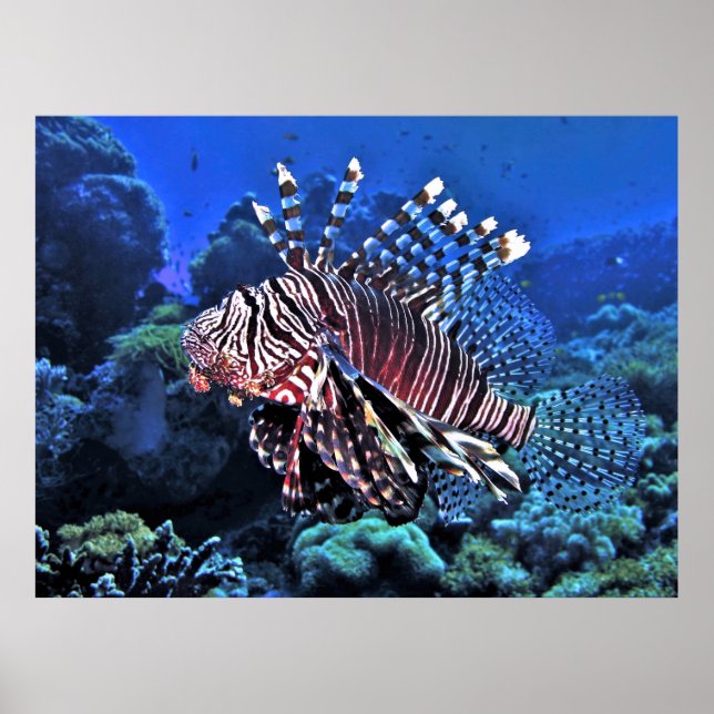 Affiche Glorieux Lion-fish (Devant)