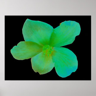 Affiche Glorieux vert Begonia Imprimer