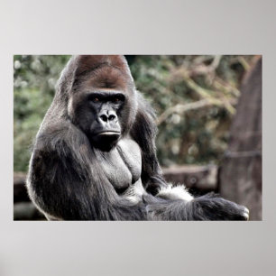 AFFICHE GLOSS SUR TOILE CANVAS PREMIUM GORILLA 36
