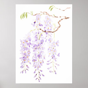 Affiche glycine en fleur