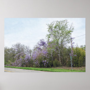 Affiche Glycine en fleurs le long d'une route du Texas