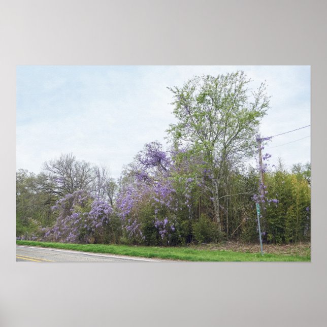 Affiche Glycine en fleurs le long d'une route du Texas (Devant)