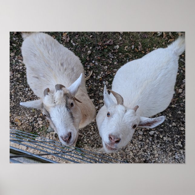 Affiche Goat Bros (Devant)