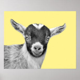 Affiche Goat farm animal photo peekaboo black and white