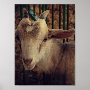 Affiche Goat Kid à la Foire du Comté