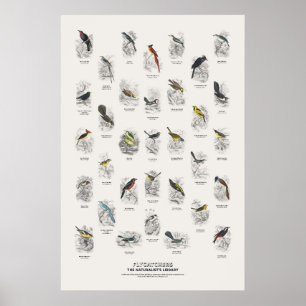Affiche Gobemouches - Bibliothèque du Naturaliste