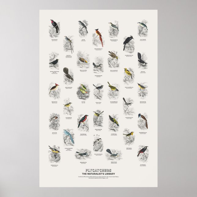 Affiche Gobemouches - Bibliothèque du Naturaliste (Devant)