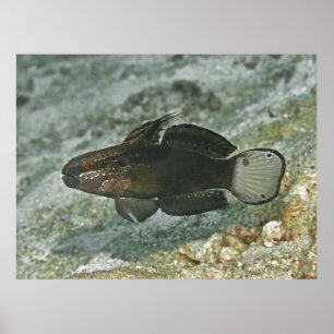 Affiche Goby à barreaux Brown