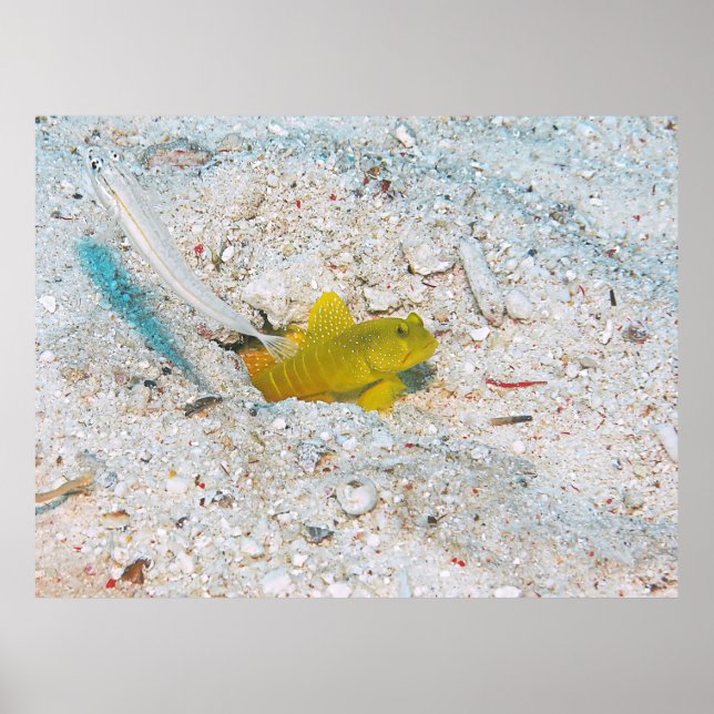 Affiche Goby à crevette jaune (Devant)