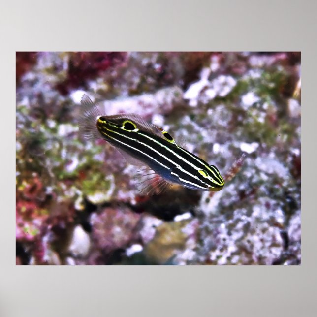 Affiche Goby de Hector (Devant)