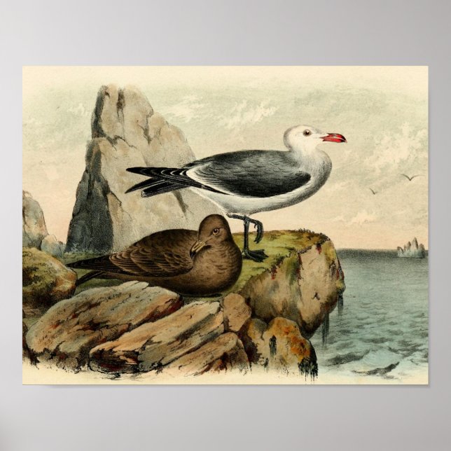 Affiche Goéland à tête blanche (Devant)