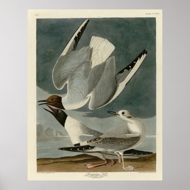 Affiche Goéland bonapartien des oiseaux d'Amérique d'Audub (Devant)