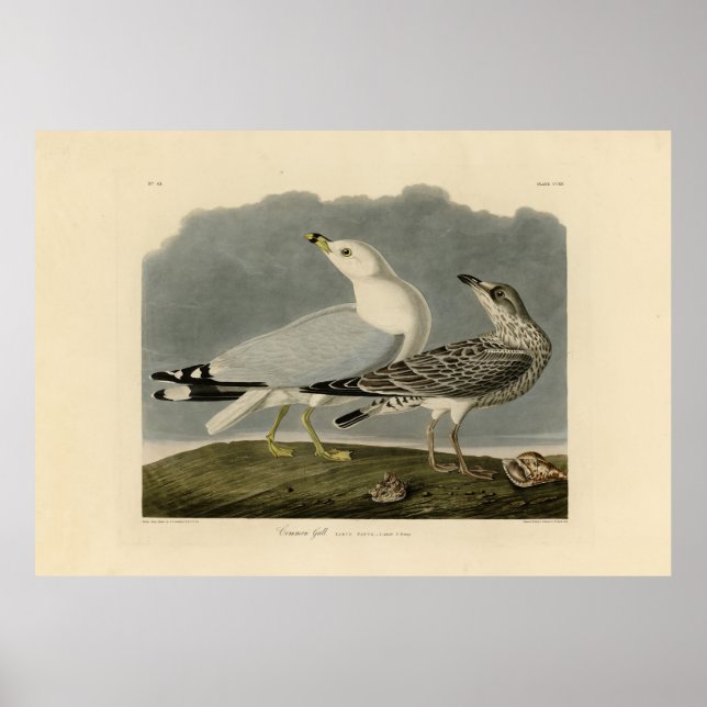 Affiche Goéland commun américain - Les oiseaux d'Amérique  (Devant)