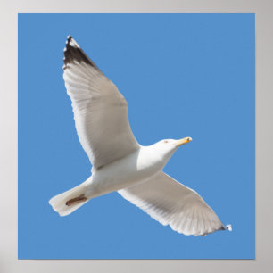 Affiche Goéland volant