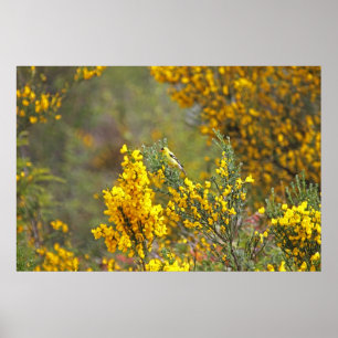 Affiche Gold Finch and Yellow Flowers