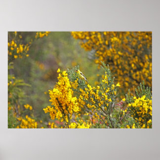 Affiche Gold Finch and Yellow Flowers
