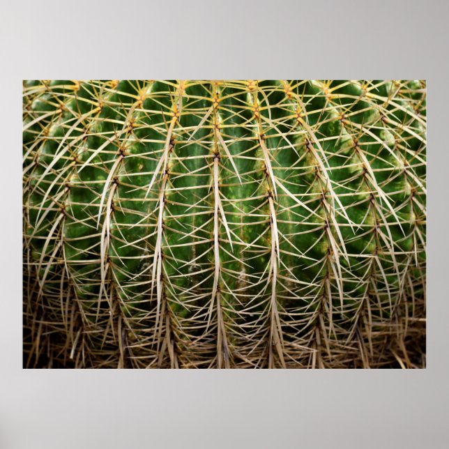 Affiche Golden Barrel Cactus (Devant)