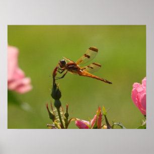 Affiche Golden Dragonfly