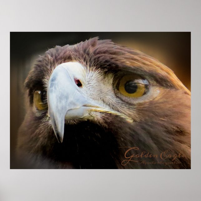 Affiche Golden Eagle：Poster (Devant)
