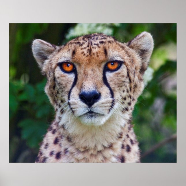 Affiche Golden Eyes Imprimer (Devant)