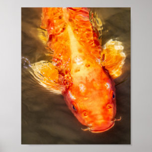 Affiche Golden Koi Swnatation