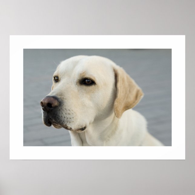 Affiche Golden Labrador (Devant)