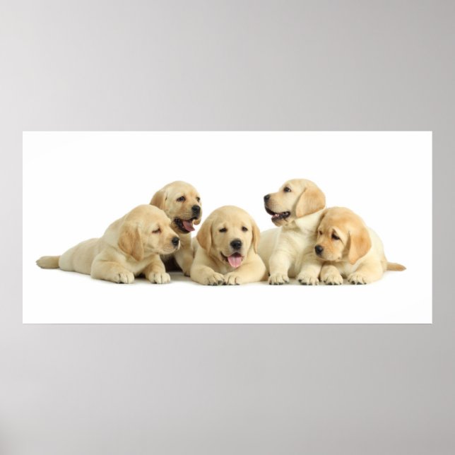 Affiche Golden Labrador Pupile (Devant)