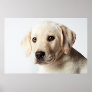 Affiche Golden Labrador Puppy Closeup