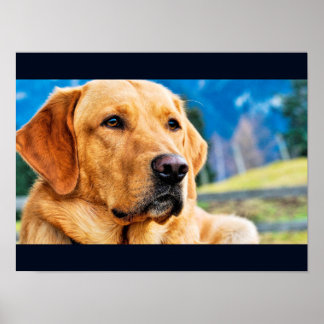 Affiche Golden Labrador Retriever