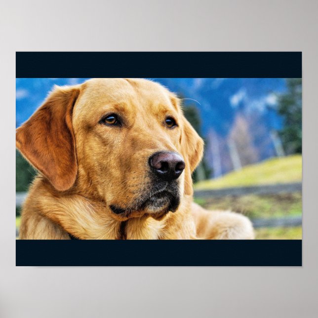 Affiche Golden Labrador Retriever (Devant)