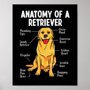 Affiche Golden Labrador Retriever Anatomy of A Retriever