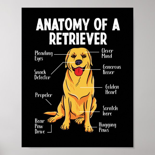 Affiche Golden Labrador Retriever Anatomy of A Retriever (Devant)