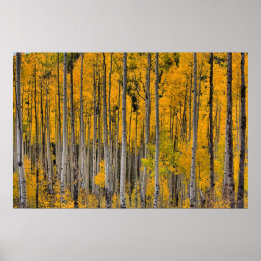 Affiche Golden Quakies, Colorado