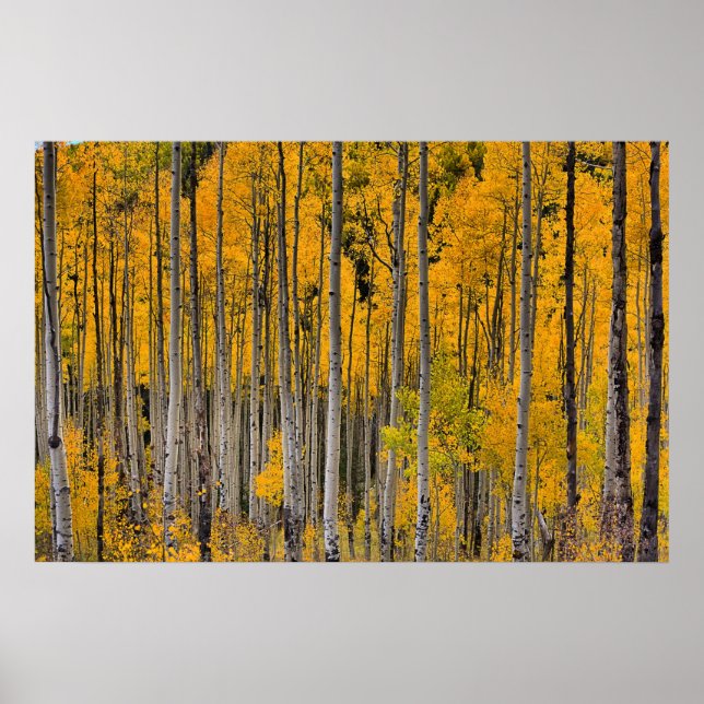 Affiche Golden Quakies, Colorado (Devant)