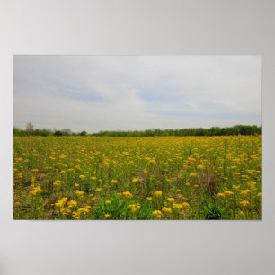 Affiche Golden Ragwort, Ohio