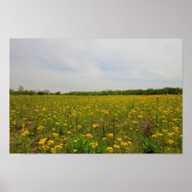 Affiche Golden Ragwort, Ohio (Devant)