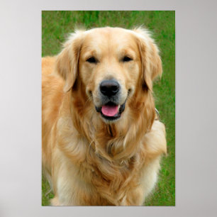 Affiche Golden Retriever
