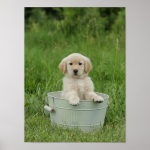 Affiche Golden Retriever