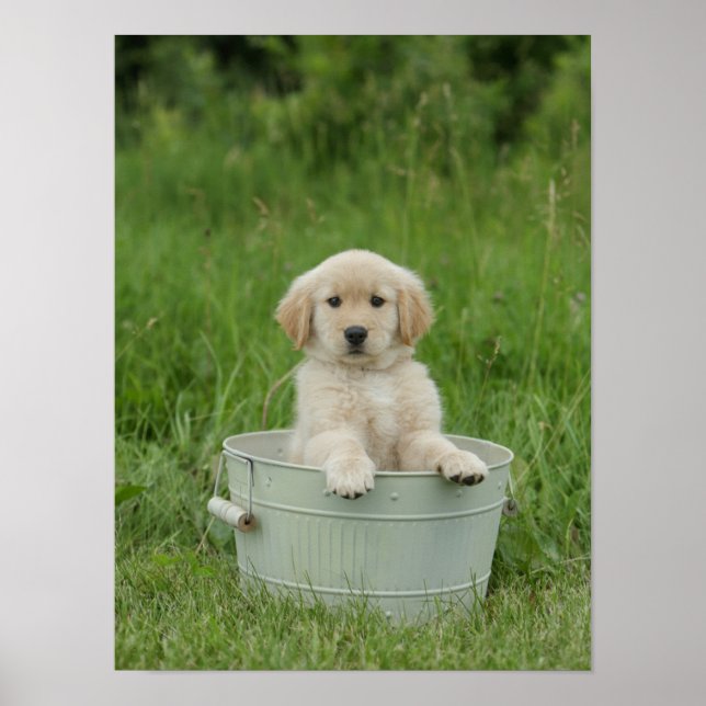 Affiche Golden Retriever (Devant)