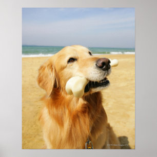 Affiche Golden Retriever