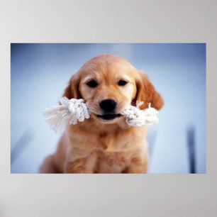 Affiche Golden Retriever