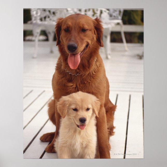 Affiche Golden Retriever 2 (Devant)