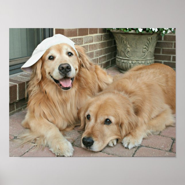 Affiche Golden Retriever Avec Casquette De Baseball (Devant)
