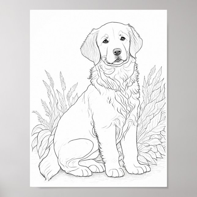 Affiche Golden Retriever Chien Adult Coloration (Devant)
