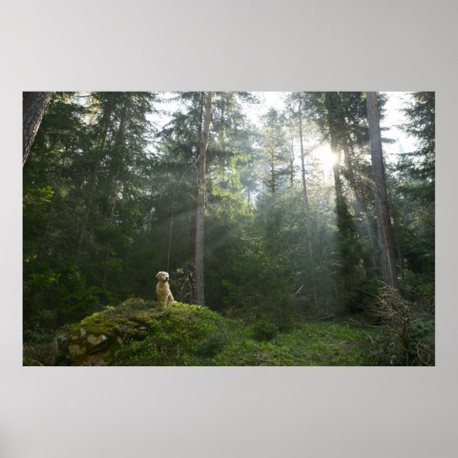 Affiche Golden Retriever Chien | Pine Woodland (Devant)