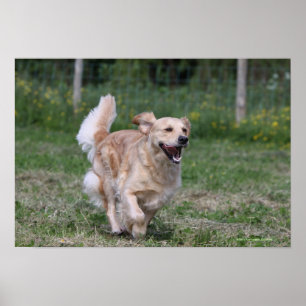 Affiche Golden retriever courant 1